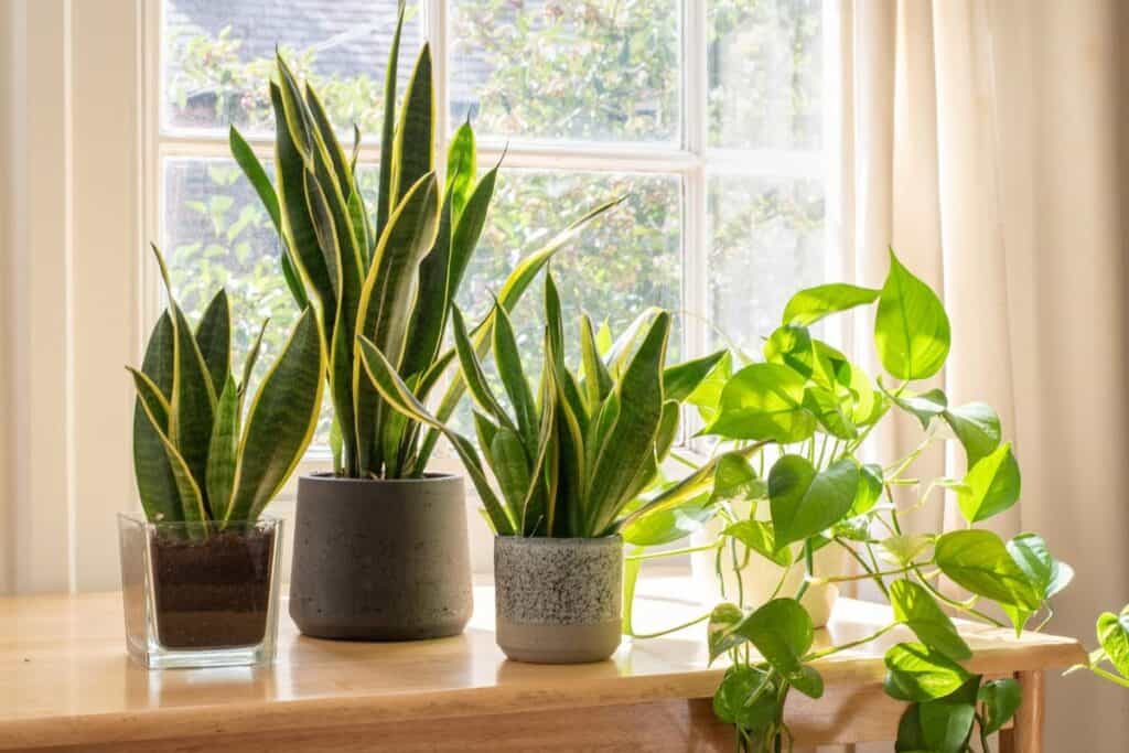 Indoor Plants gardening-service-in-dubai
